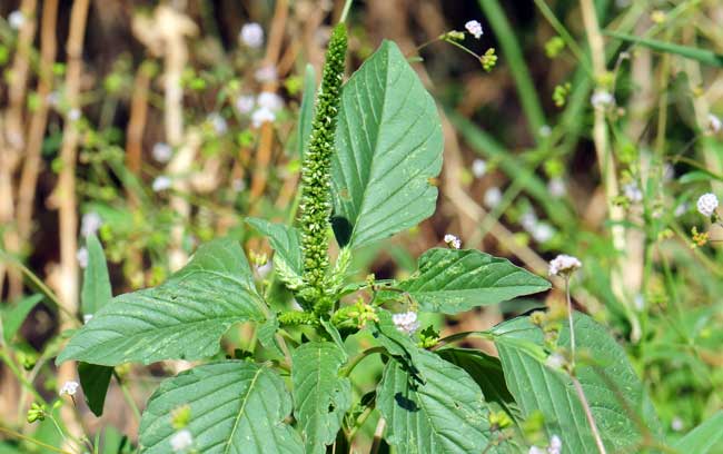 Amaranthus palmeri, Carelessweed